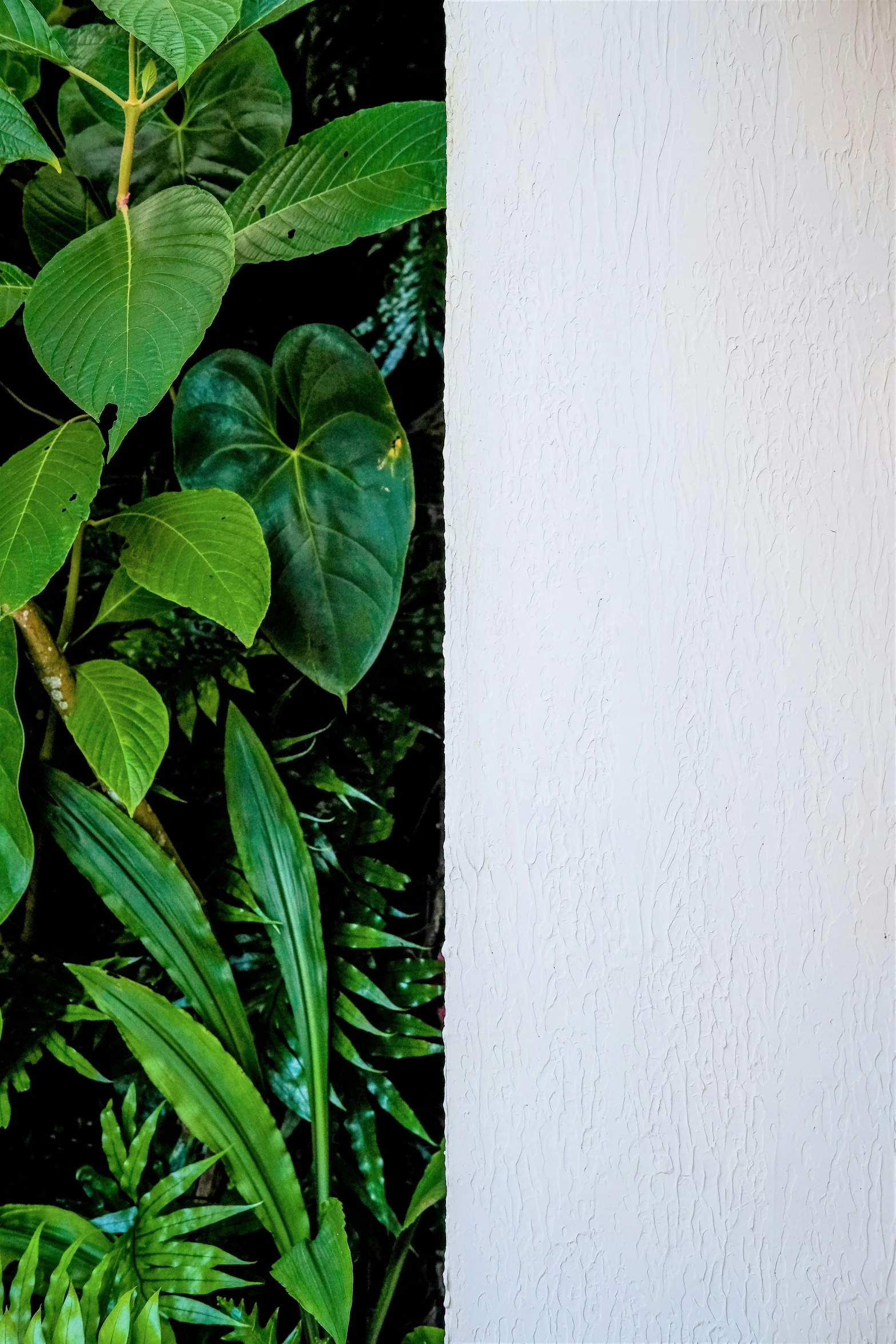 a white wall with some plants in it