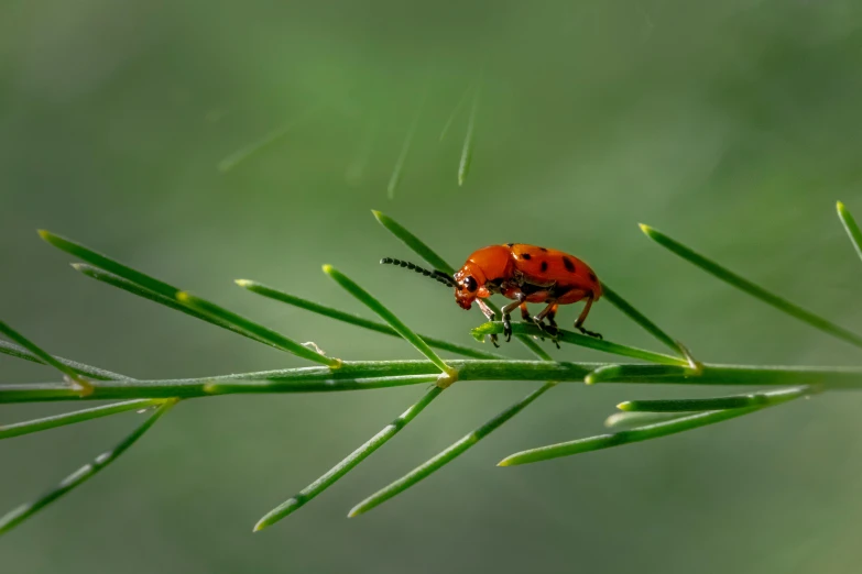 a red bug is sitting on the end of a plant