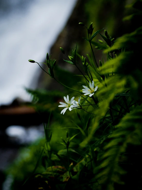 the flowers are growing through some green plants