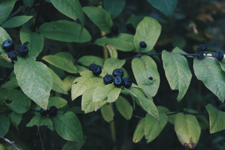 blue berries growing on green leaves in a forest