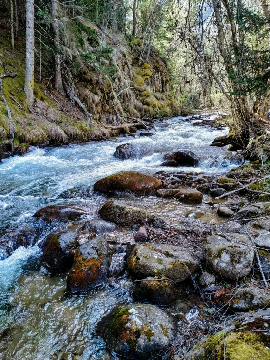 a beautiful stream runs through the middle of the woods