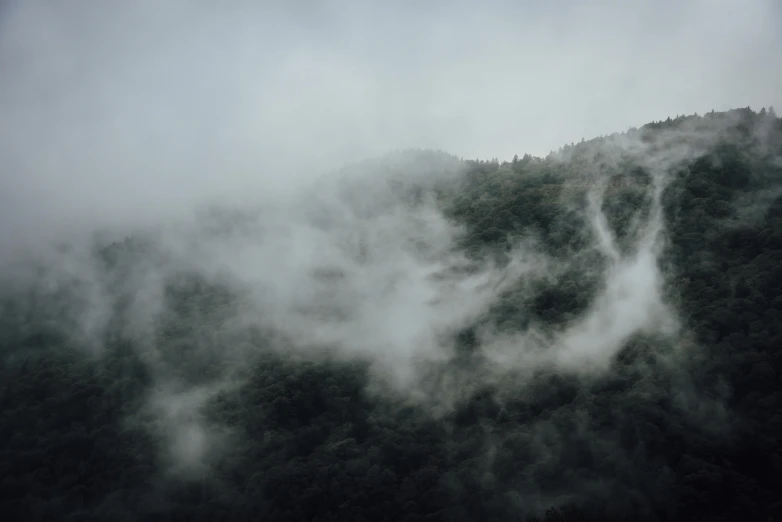 a black and white image of trees in a foggy area