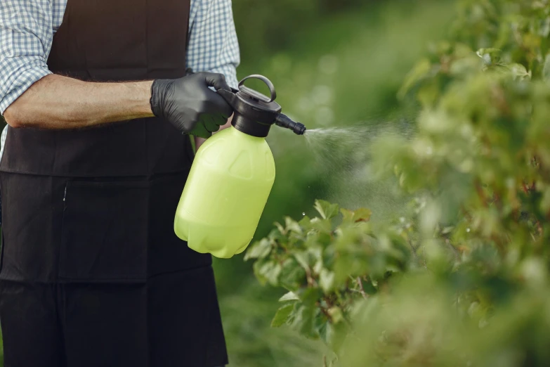 someone spraying water on a shrub to plant