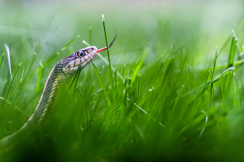 a brown snake laying in tall grass with its mouth open