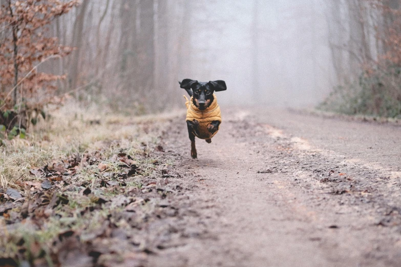 a dog running down a path through some trees