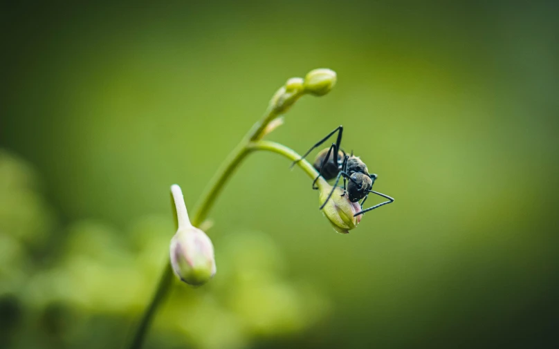 a fly perched on a plant in the middle of the day