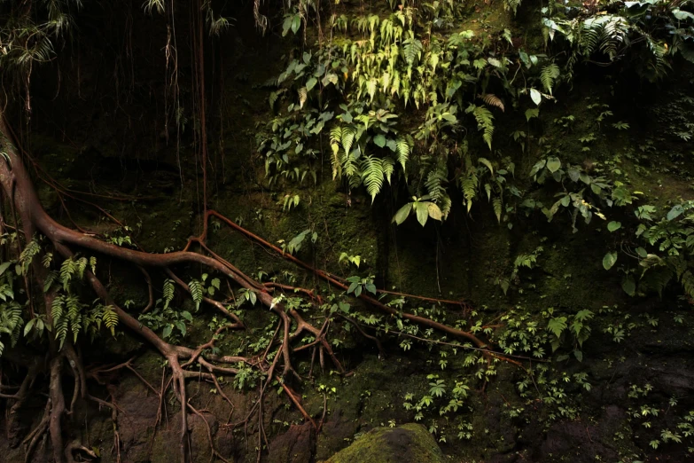 a picture of a tree with some very big green leaves