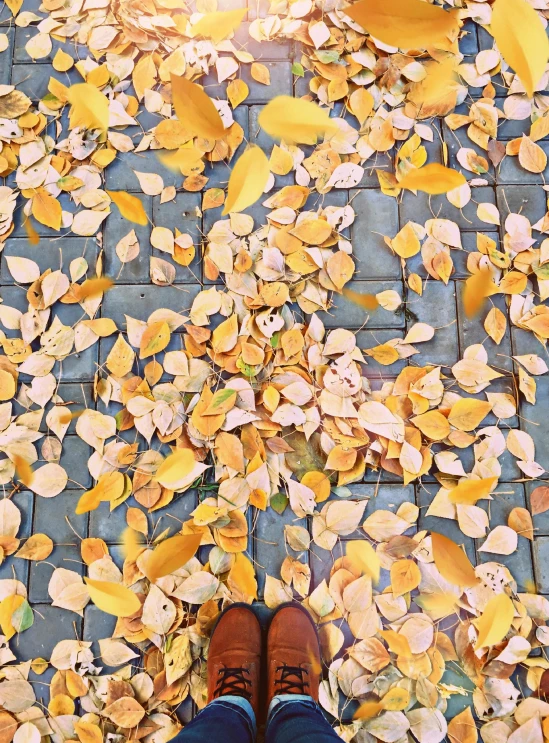 a person is standing in a pattern of yellow leaves
