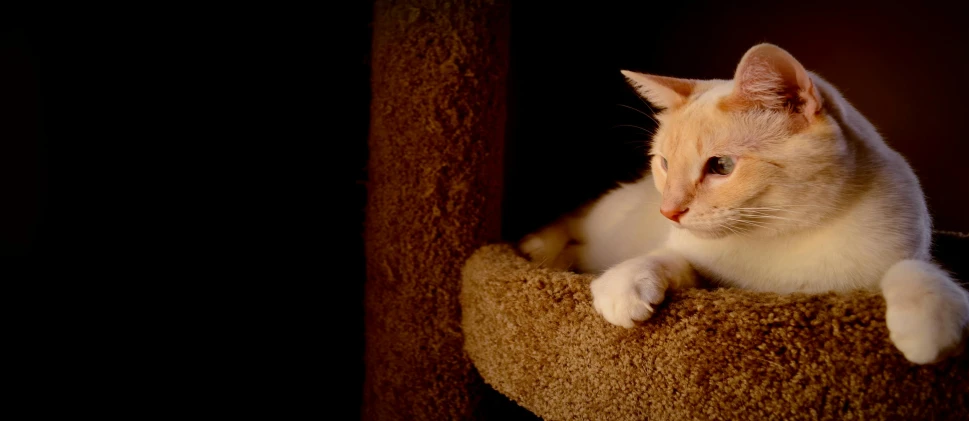 a cat lays on top of a scratching board