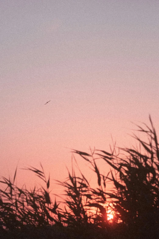 the sun sets behind tall grass and a small plane