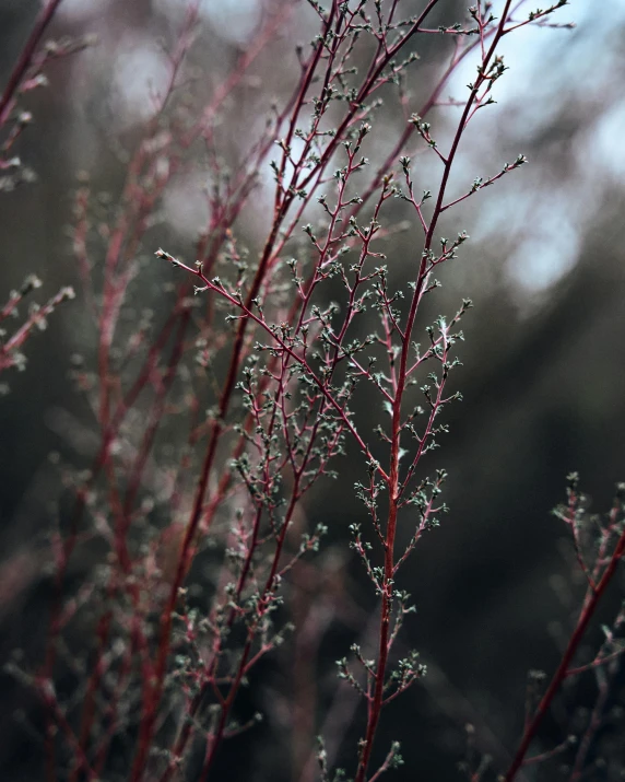 plants that have not yet been used yet are starting to die