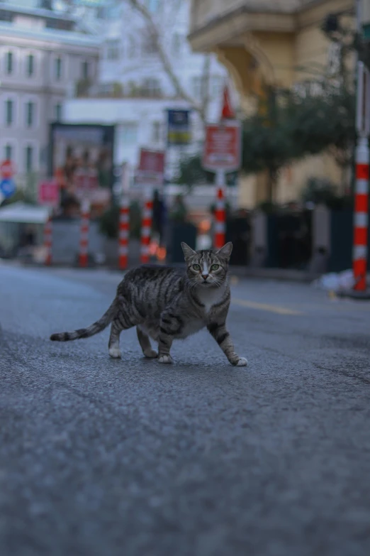 a cat walking across a street near buildings