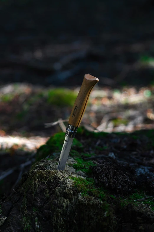 a small knife stuck in a tree trunk