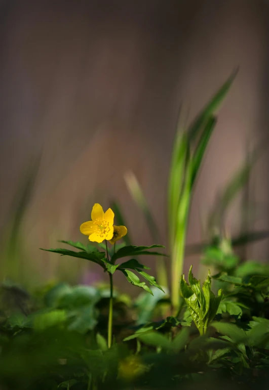 a yellow flower is in the middle of a field