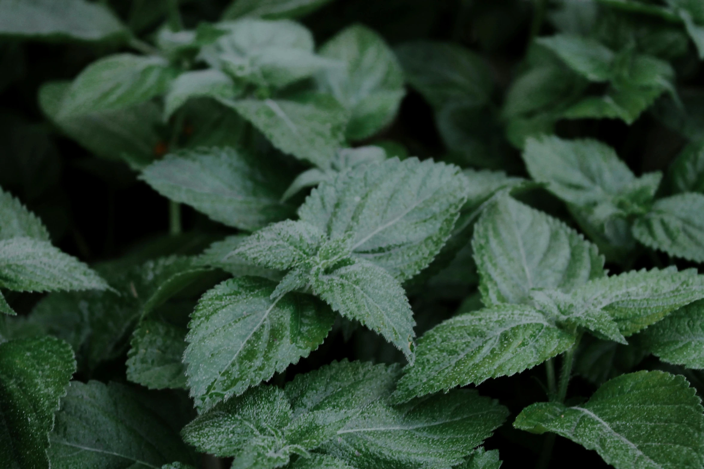 a plant has very green leaves and is ready to be eaten