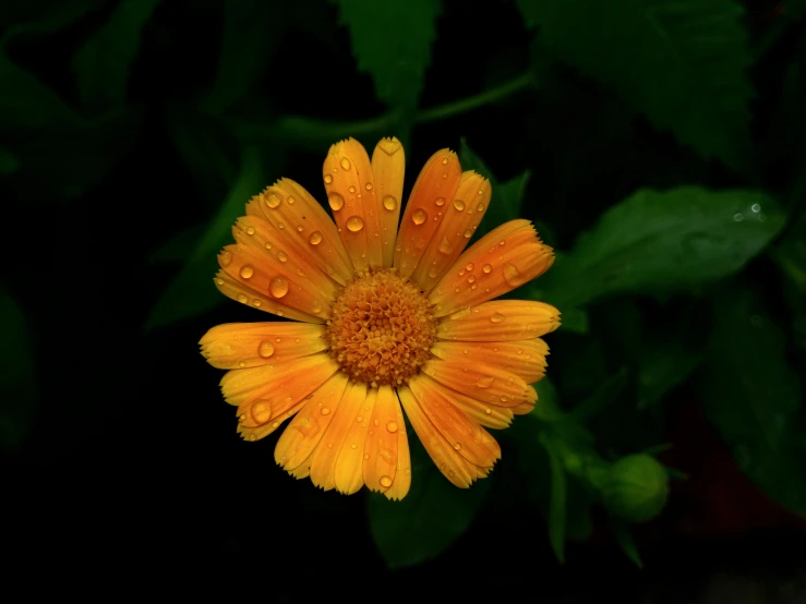 a yellow flower with water drops all over it