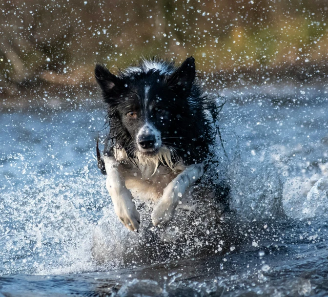 a dog running through the water while splashing