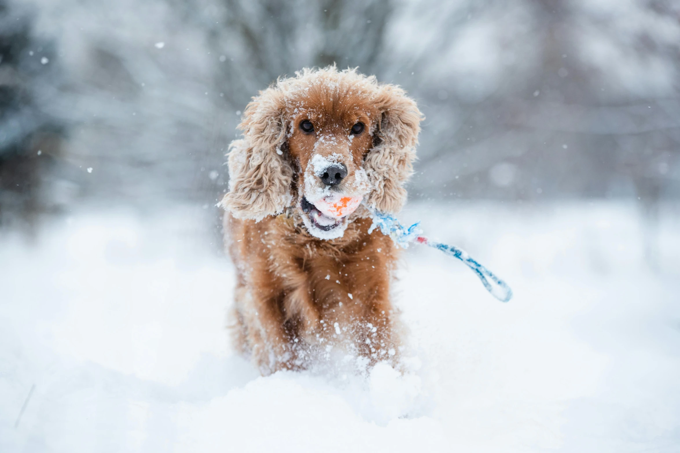 a dog in the snow has an orange ball in its mouth