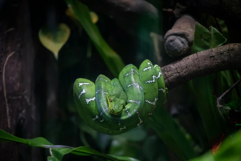an exotic green snake wraps its tail around itself