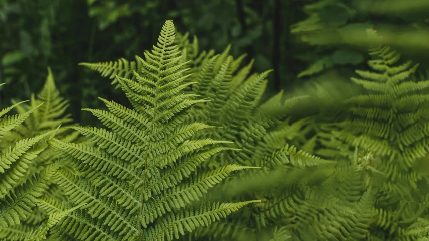 a close - up po of a fern in a forest