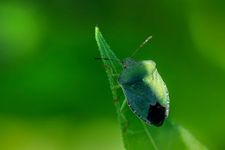 a bug crawling on top of a leaf