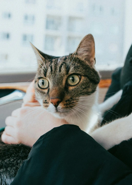 a close up of a cat and someone's legs