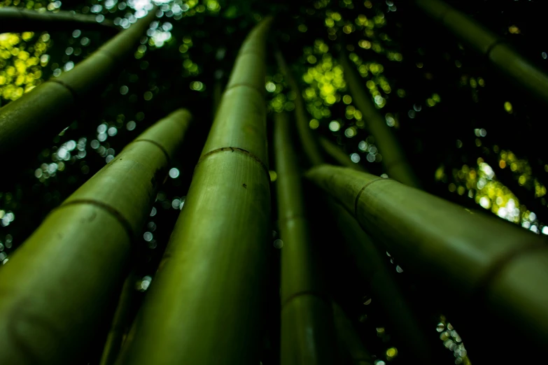 a view up in the tall bamboos of a forest