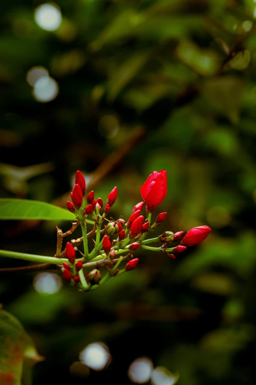 a plant with red flowers blooming on the stem