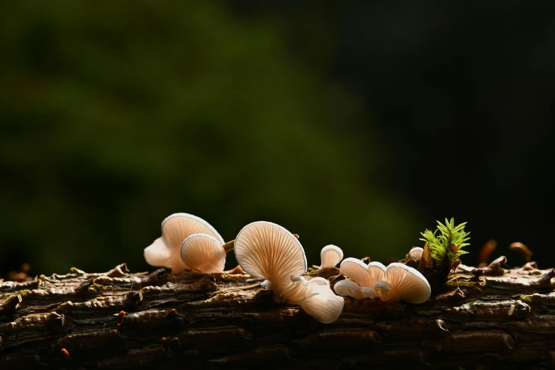 a couple of mushrooms sitting on top of a tree log