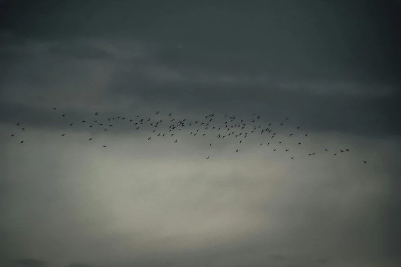 a large flock of birds flying through a cloudy sky