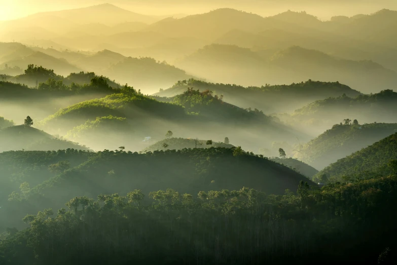 a misty mountain range with many trees