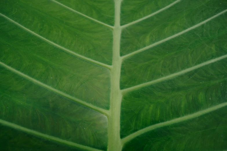 a close up view of a green leaf