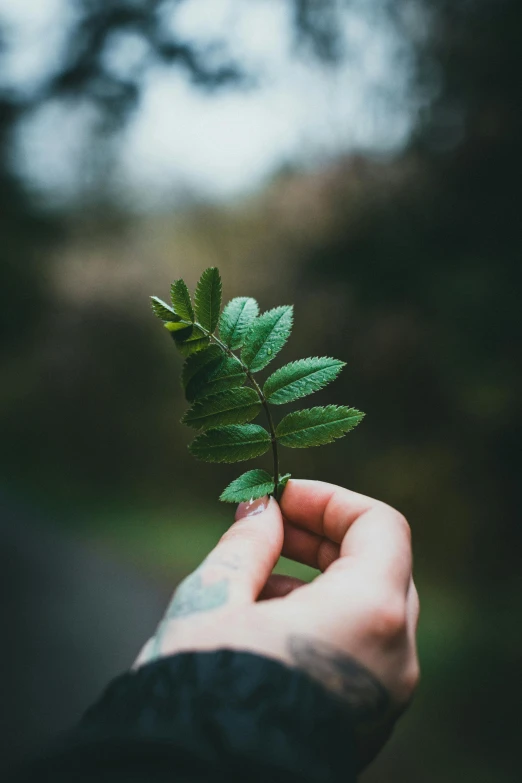 person's hand holding small, green plant in front of a tree