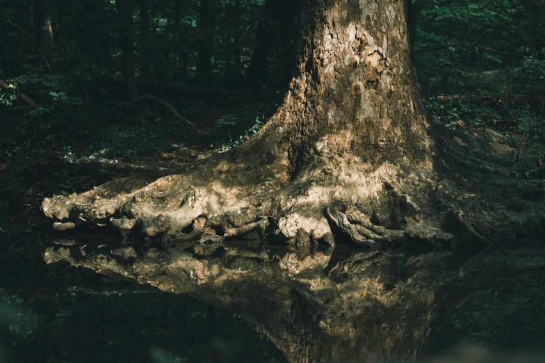 the moss covered tree is in front of the water