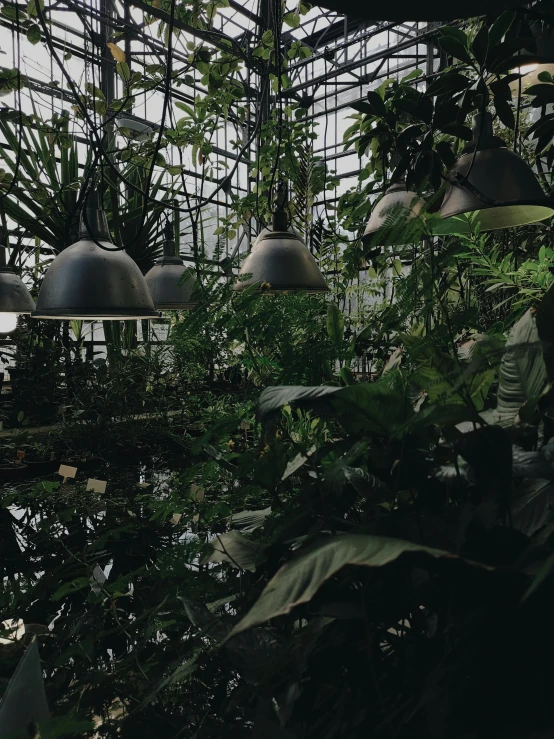 a bunch of lights in a room full of plants