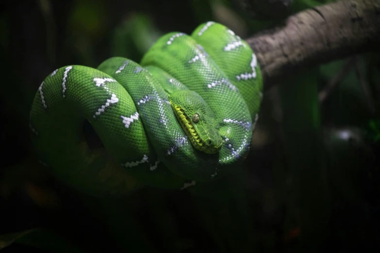 a green snake is curled up on a nch