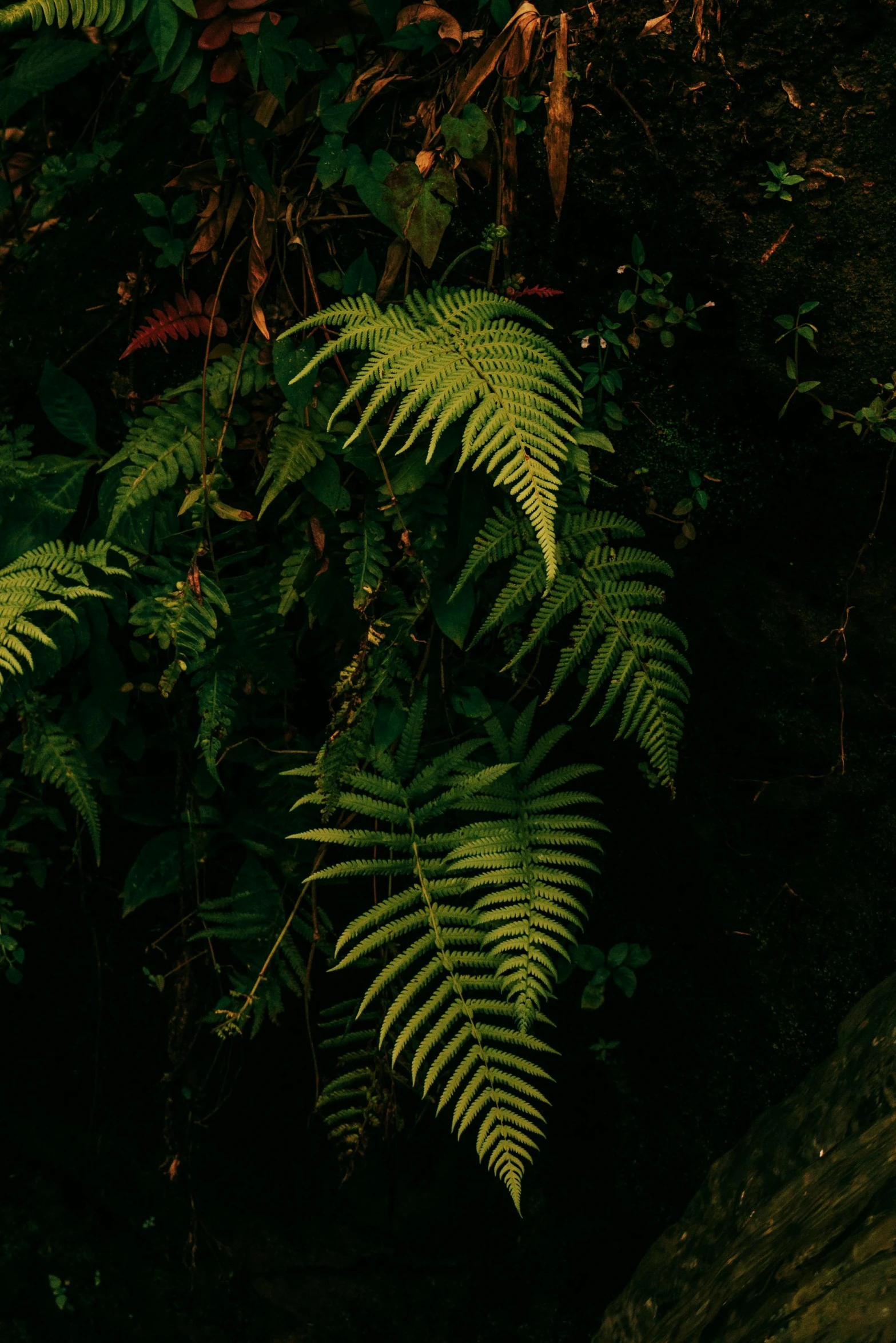 the green fern leaves of the forest are still on their side