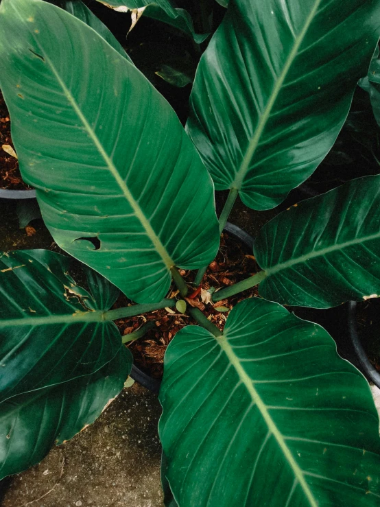 a bunch of green leaves sitting on top of cement