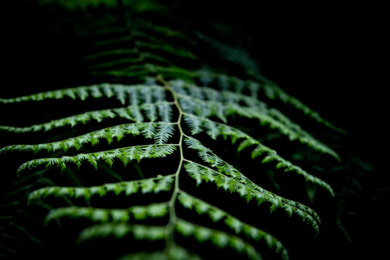 a very large green leaf in a dark environment