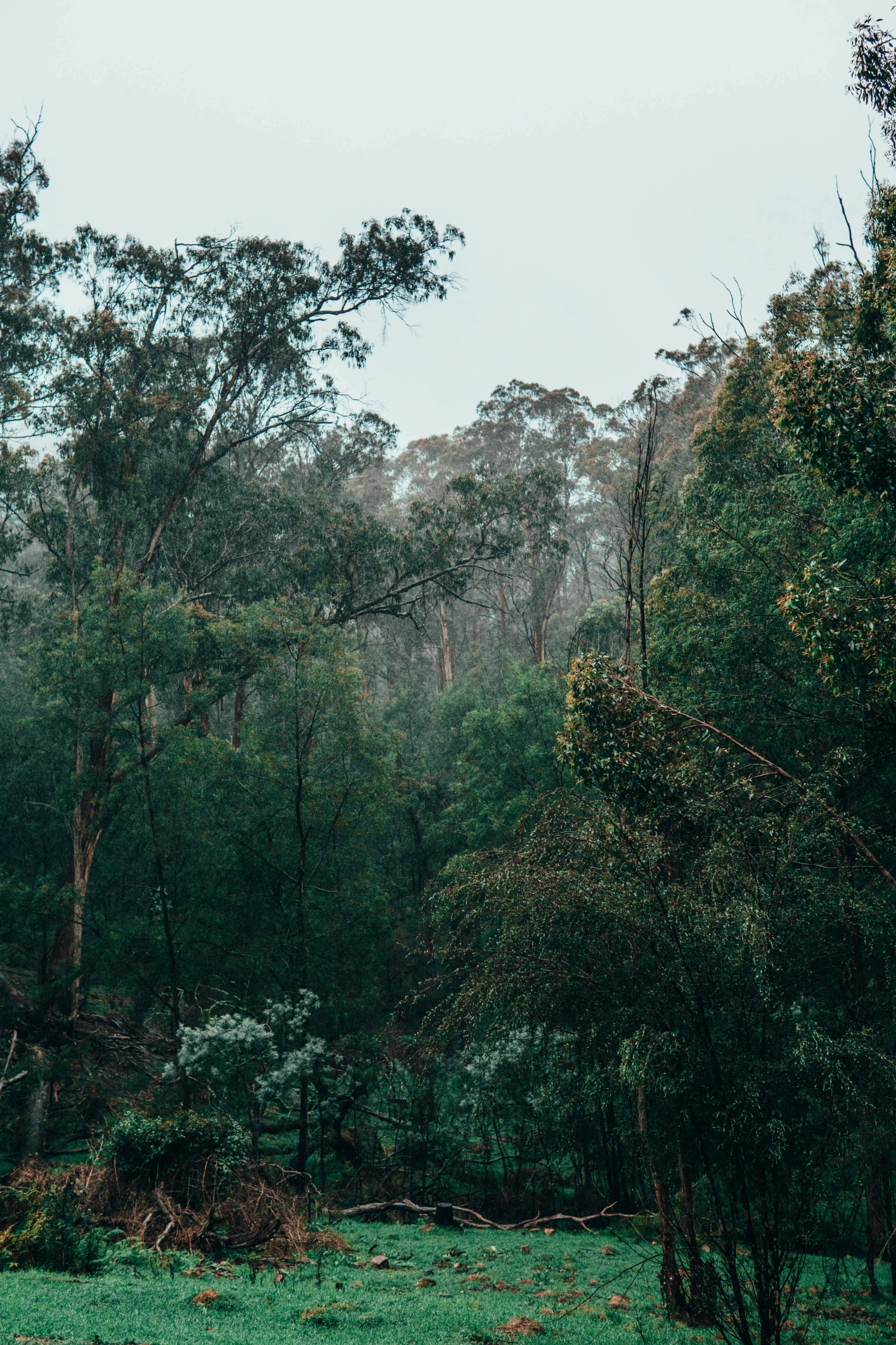 an image of a large cow in the woods