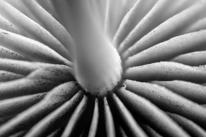 black and white po of a mushroom in snow