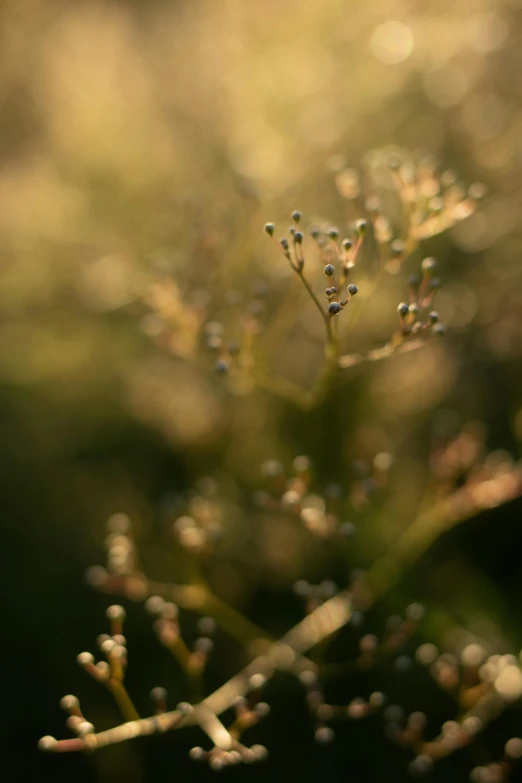 the small flower on the stem is covered in water droplets