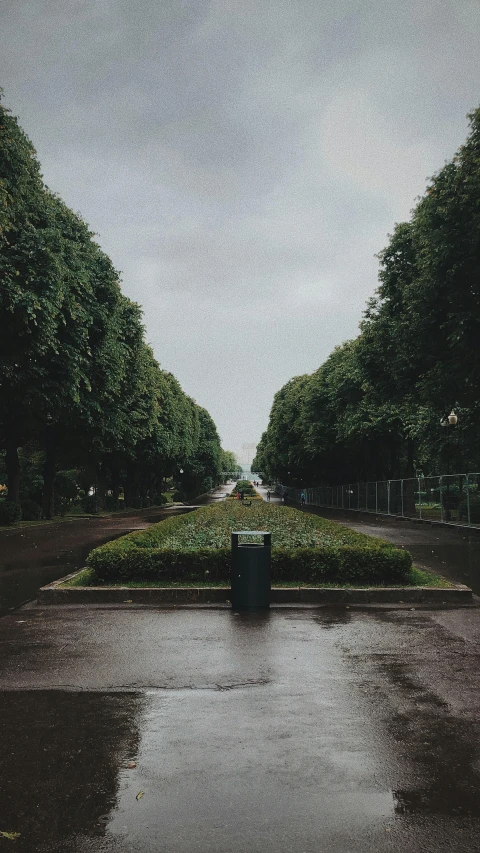 the trees on a rainy day are full of leaves