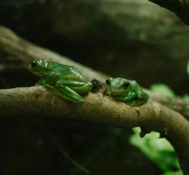 two frogs perched on the nch of a tree