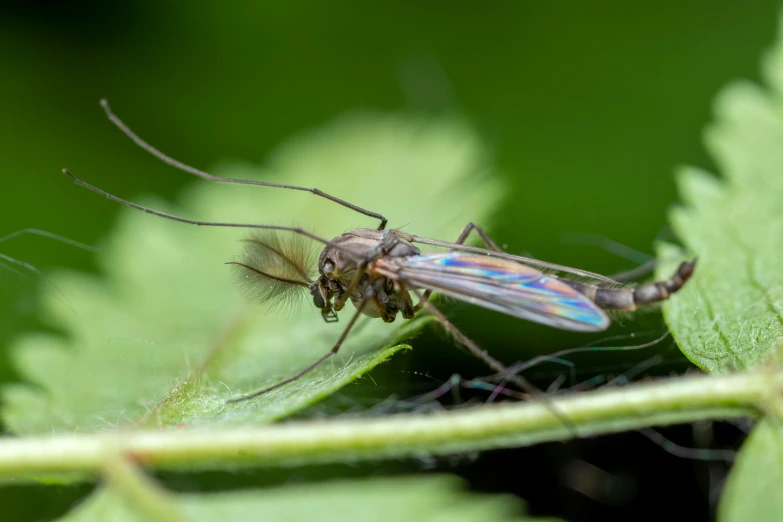 the large fly is sitting on the green leaves