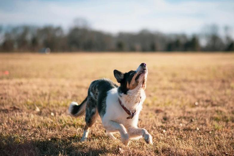 a dog in an open field with his mouth open