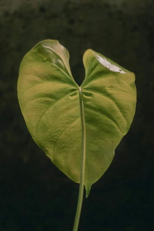 large green leaf in a large potted plant