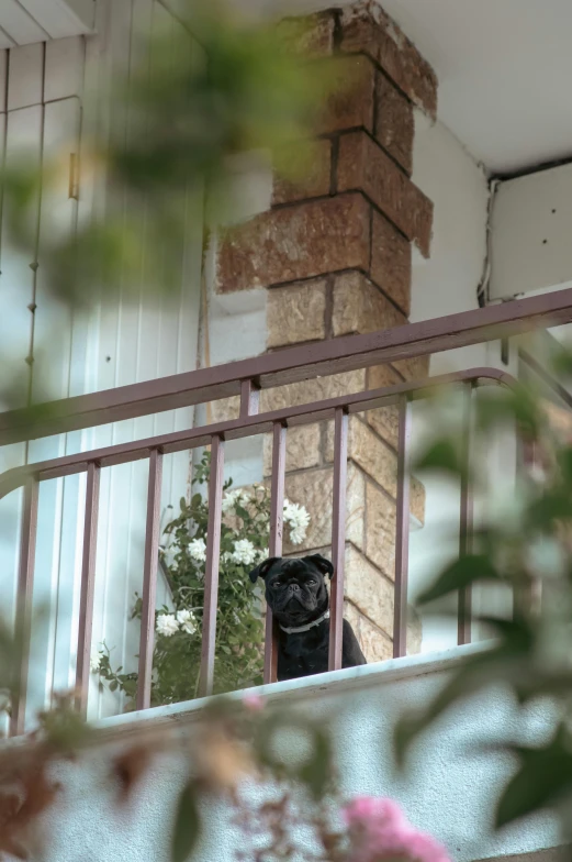 a black cat laying on top of a balcony next to flowers