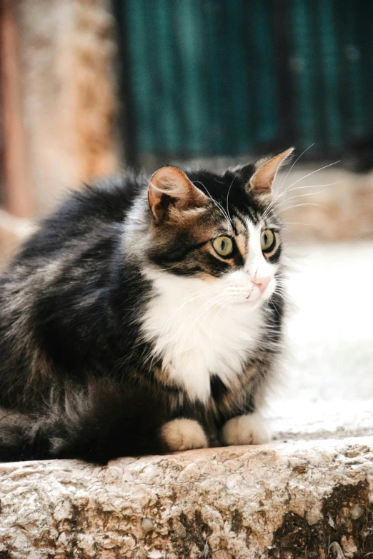 cat with long whiskers and green eyes sitting outside