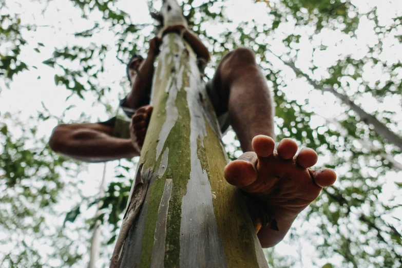 this is a picture of someone's hand that is on top of a tree